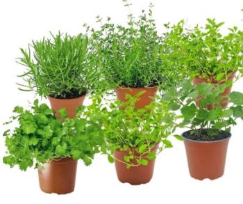 Kr&auml;utermix mediterran im Topf