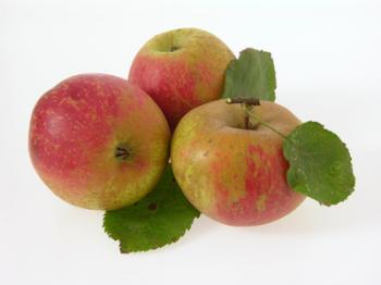 Apfel Holsteiner Cox