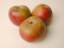Apfel roter Boskoop - allergiearm