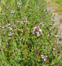Thymian aus dem Kr&auml;utergarten #
