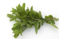Marokkanische Minze aus d. Kr&auml;utergarten