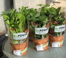 Kr&auml;utermix heimisch im Topf