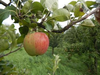 Apfel der Woche