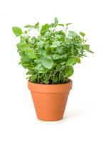 Zitronenmelisse im Topf