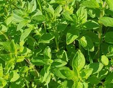 Oregano aus dem Kr&auml;utergarten #