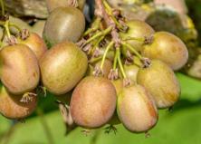 Weiki "Mini-Kiwi" 125 g